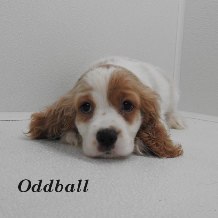 puppy, for, sale, Cocker Spaniel, Joe & Cherri  Overlease, dog, breeder, Miller, MO, dog-breeder, puppy-for-sale, forsale, nearby, find, puppyfind, locator, puppylocator, aca